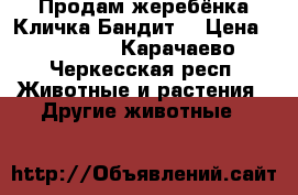 Продам жеребёнка,Кличка Бандит  › Цена ­ 25 000 - Карачаево-Черкесская респ. Животные и растения » Другие животные   